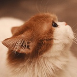 🐈