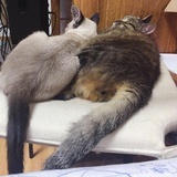 欲野