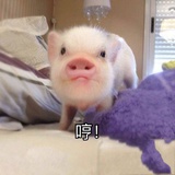 小手儿冰凉