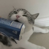 大邱养猫专业户