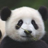 达不溜