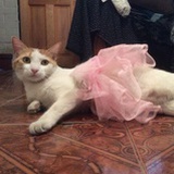 猪屁股好好rua