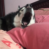 Molly