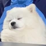 是博美不是萨摩