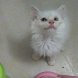 cheniry