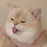 姚子健