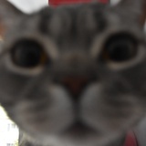 粗茶