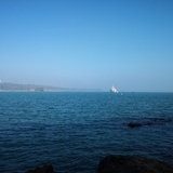 海棠
