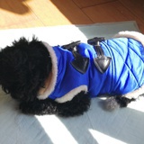 奥利_Oreo
