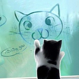 喜欢吃蔬菜的猫
