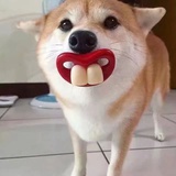 地瓜