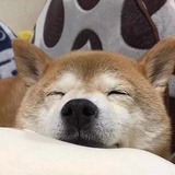 丽丽