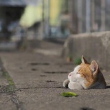 明月满高楼