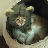 哦买嘎