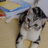 大静子yu