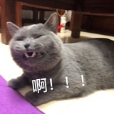 我有一只熊