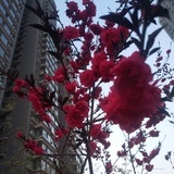 花儿
