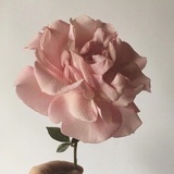 且行且听风雨
