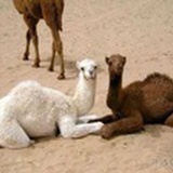 歪掉的铁塔