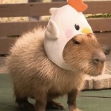 海诺