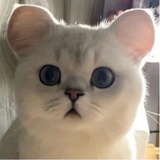 Matteo