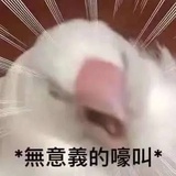 小卷毛熊