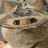 菌哈狗狗兽