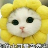 绢绢
