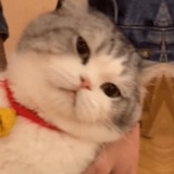 一只橘猫