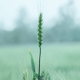 小白