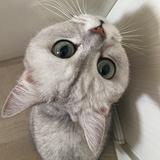 softair