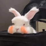 黛西