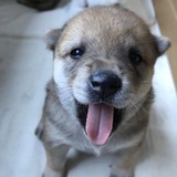 墨斗鱼