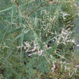 木木