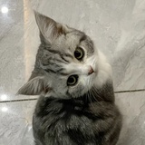 青衣