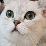 Jennyaya