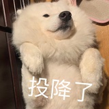 雾气mini