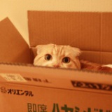 胖头鸭