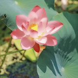 七龙珠