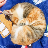 磕cp的momo啊