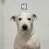 海底溜达鱼