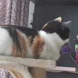 猫咩