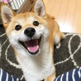 二毛