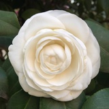 flower花至