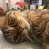雪鸢