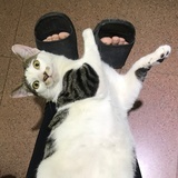 舍人