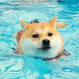🐟哼