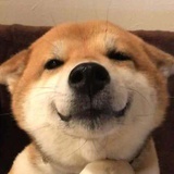腹黑果蝇
