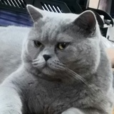 肥猫啊肥猫