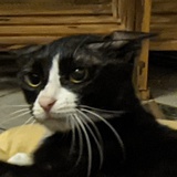 日刷猫牙猪肚丸